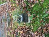 image of grave number 924424